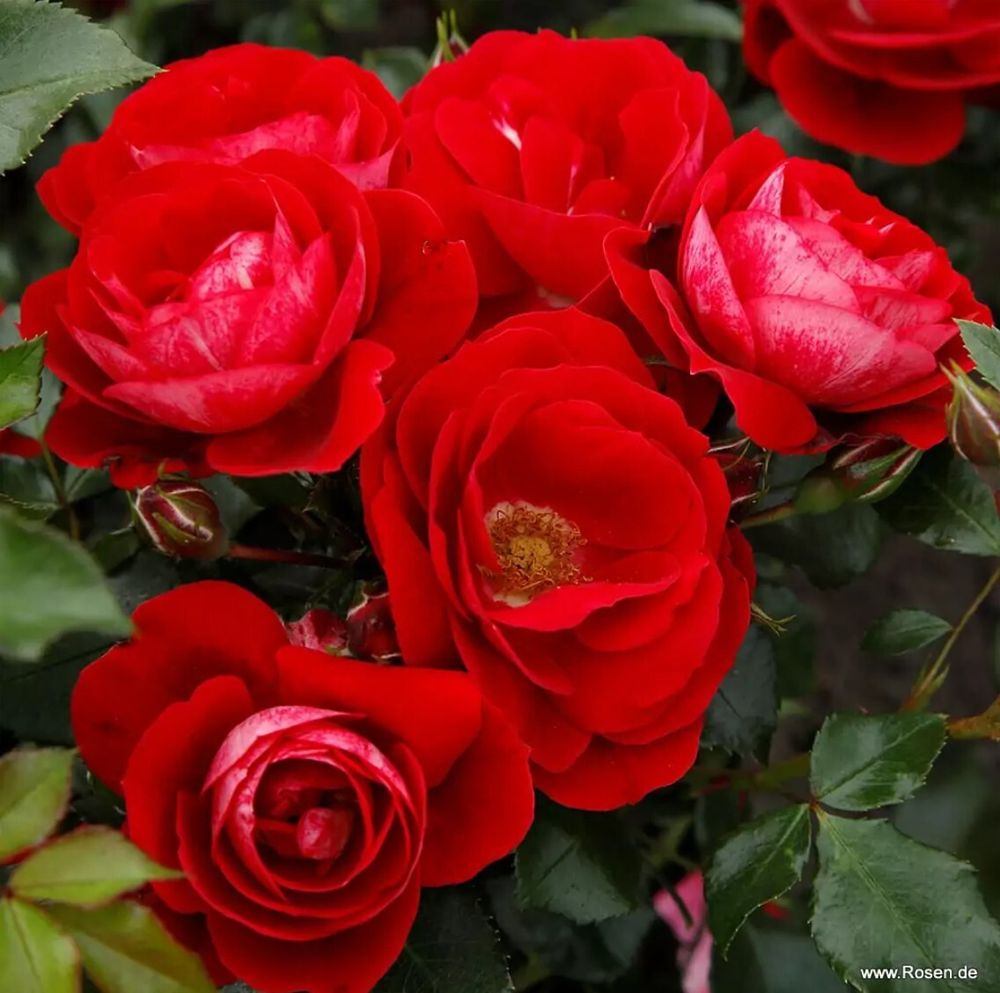 Карачо (Caracho)