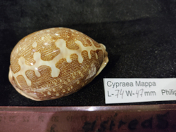 Ципрея Маппа