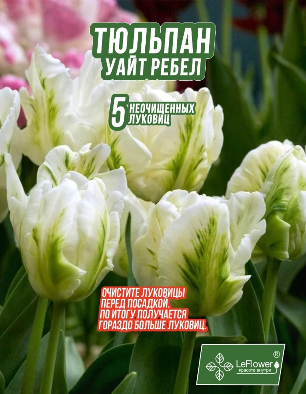 Тюльпан Луковица, Уайт Ребел, 5+шт