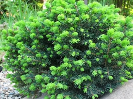 Ель сербская Карел С5 20-25 см Закупка М49 весна 2026