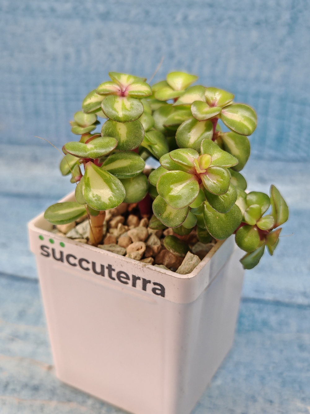 Portulacaria Afra Mediopicta (Портулакария)