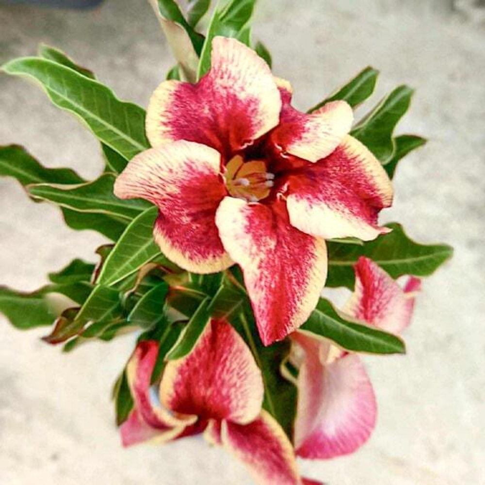 Адениум CHOK DEE – GOOD LUCK