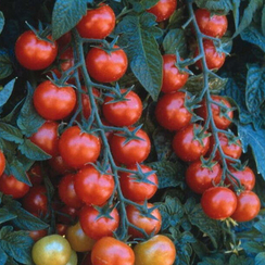 ТРЕБУС F1 семена томата (Enza Zaden | Alexagro)