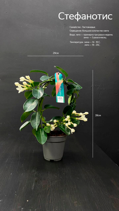 Стефанотис (Stephanotis)