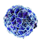 NEW TIVOLY BLUE/ НЬЮ ТИВОЛИ БЛЮ (СТАНДАРТ ПОСТАВКИ Р9) 2025г