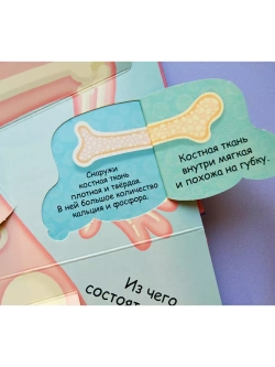 Волшебные окошки. Моё тело