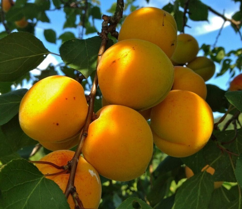 Абрикос Лель Абрикос Лель