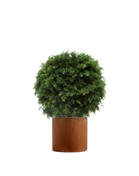 Комплект - Туя-Самшит 70 см в кашпо TREEZ Effectory Corten Steel