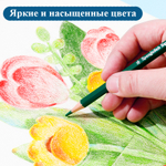 Карандаши цветные Deli "SpongeBob", 24 цветов, дерево, картон