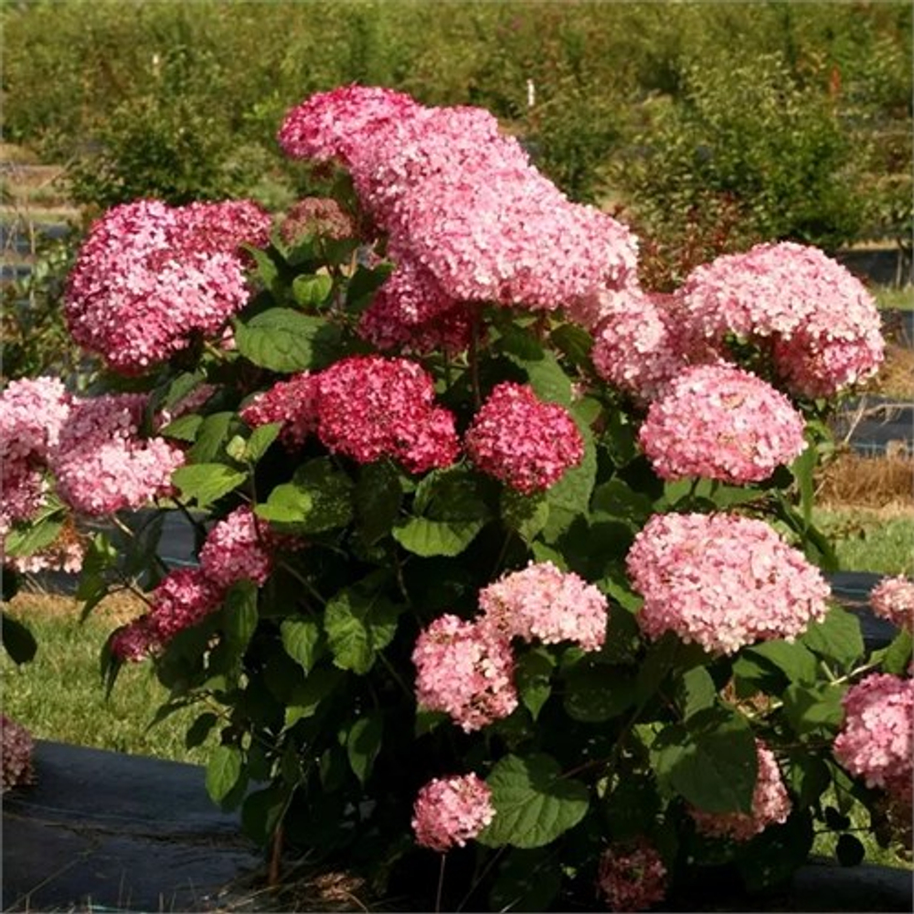 Гортензия древовидная Мэджикал Дарк Пинк (3/6 веток) Закупка М59 апрель 2026