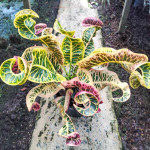 Кротон KET CHAIYO