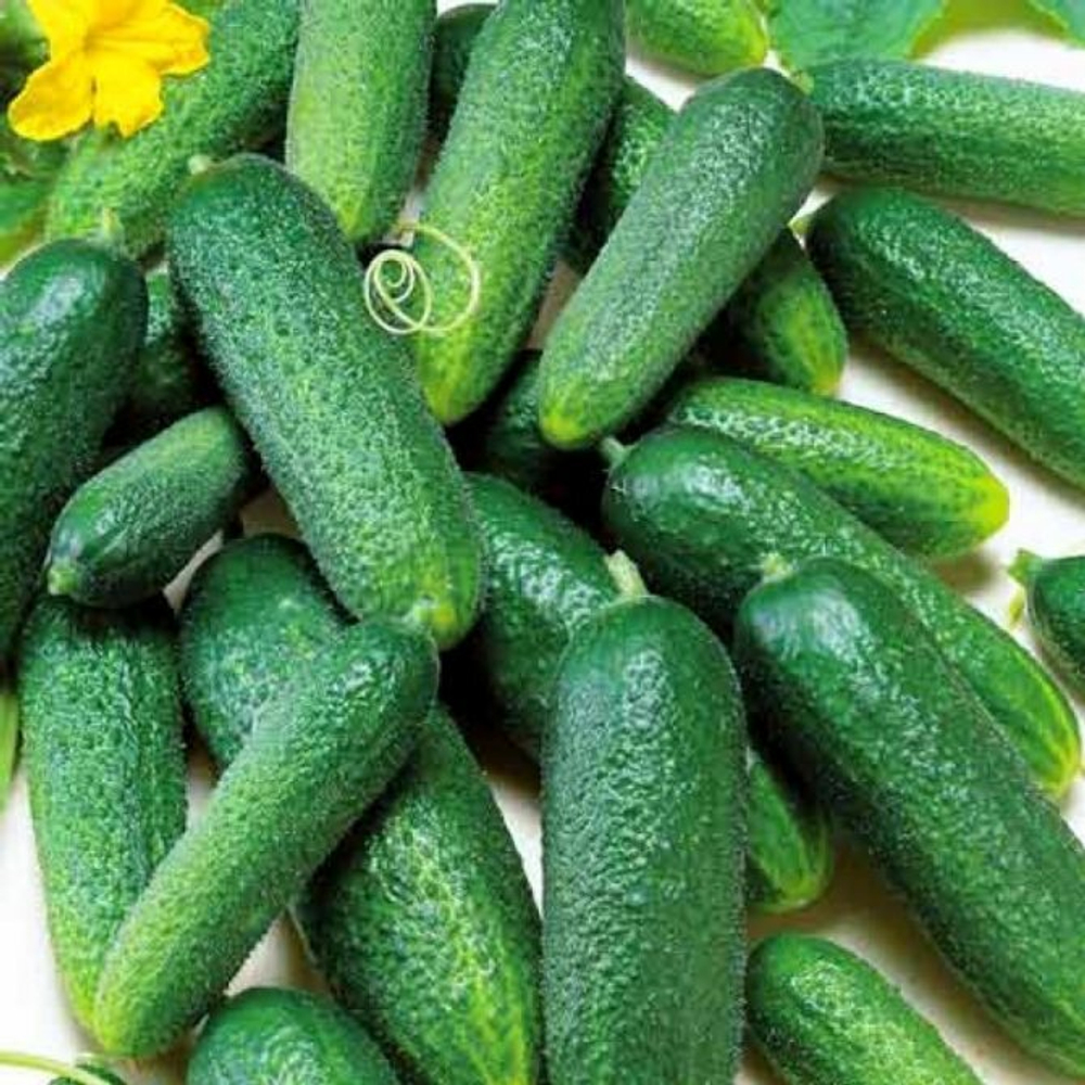 Огурец Трилоджи F1 (50шт) Витагрин Профи