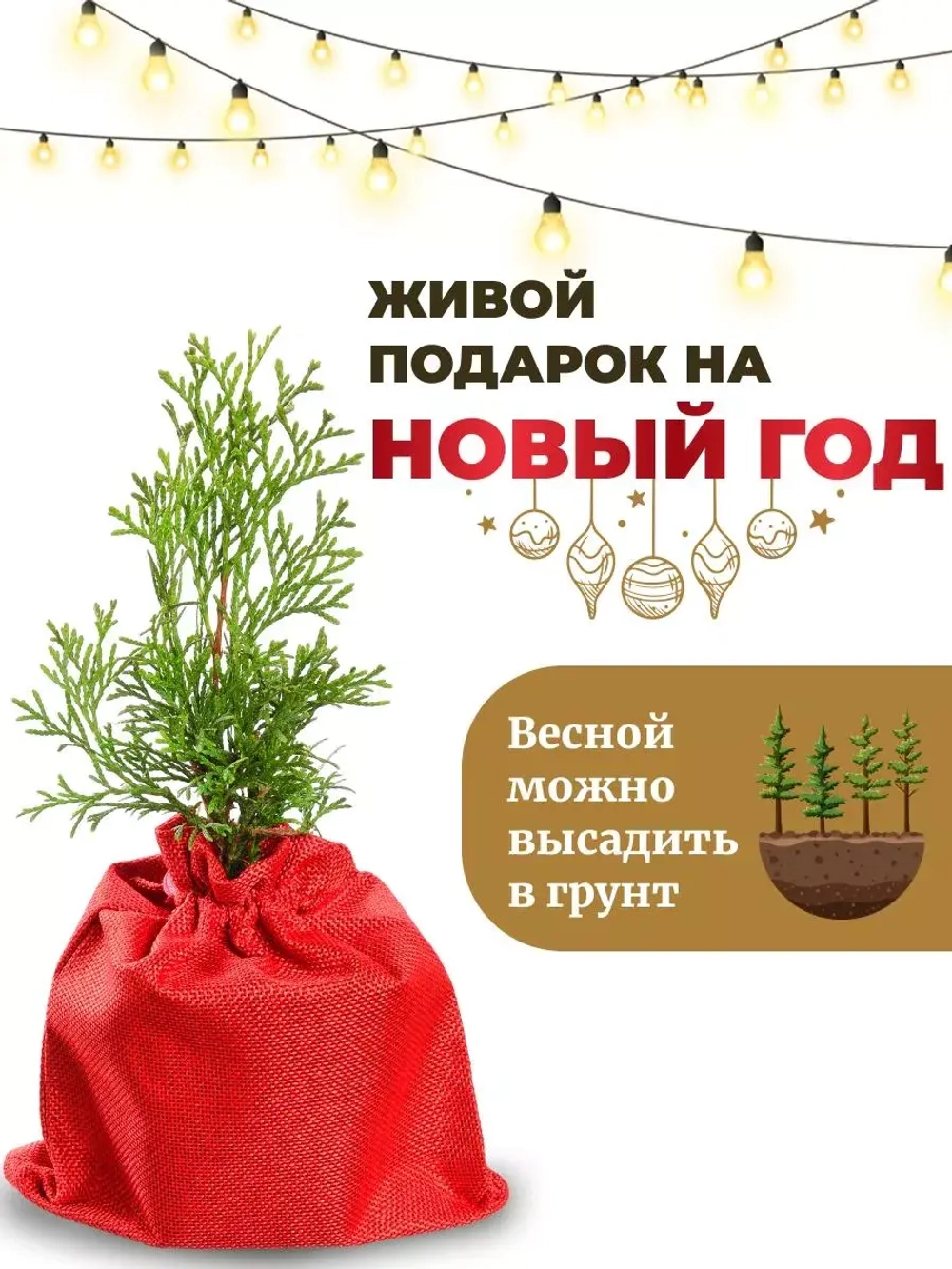 Туя западная Смарагд Новогодняя 10-15 см