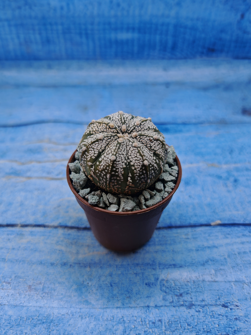 Astrophytum Asterias "Super Kabuto" (Астрофитум)