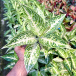 Аглаонема WHITE LEGACY