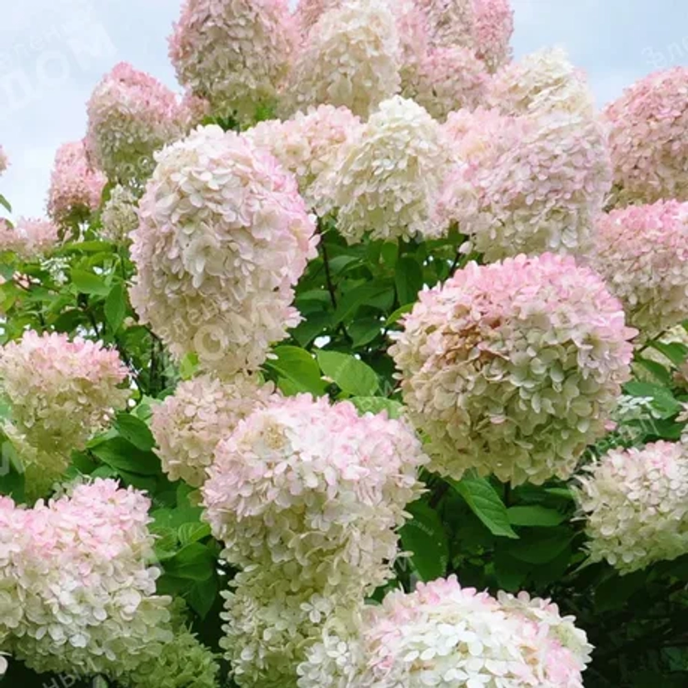 Грандифлора Hydrangea paniculata Grandiflora
