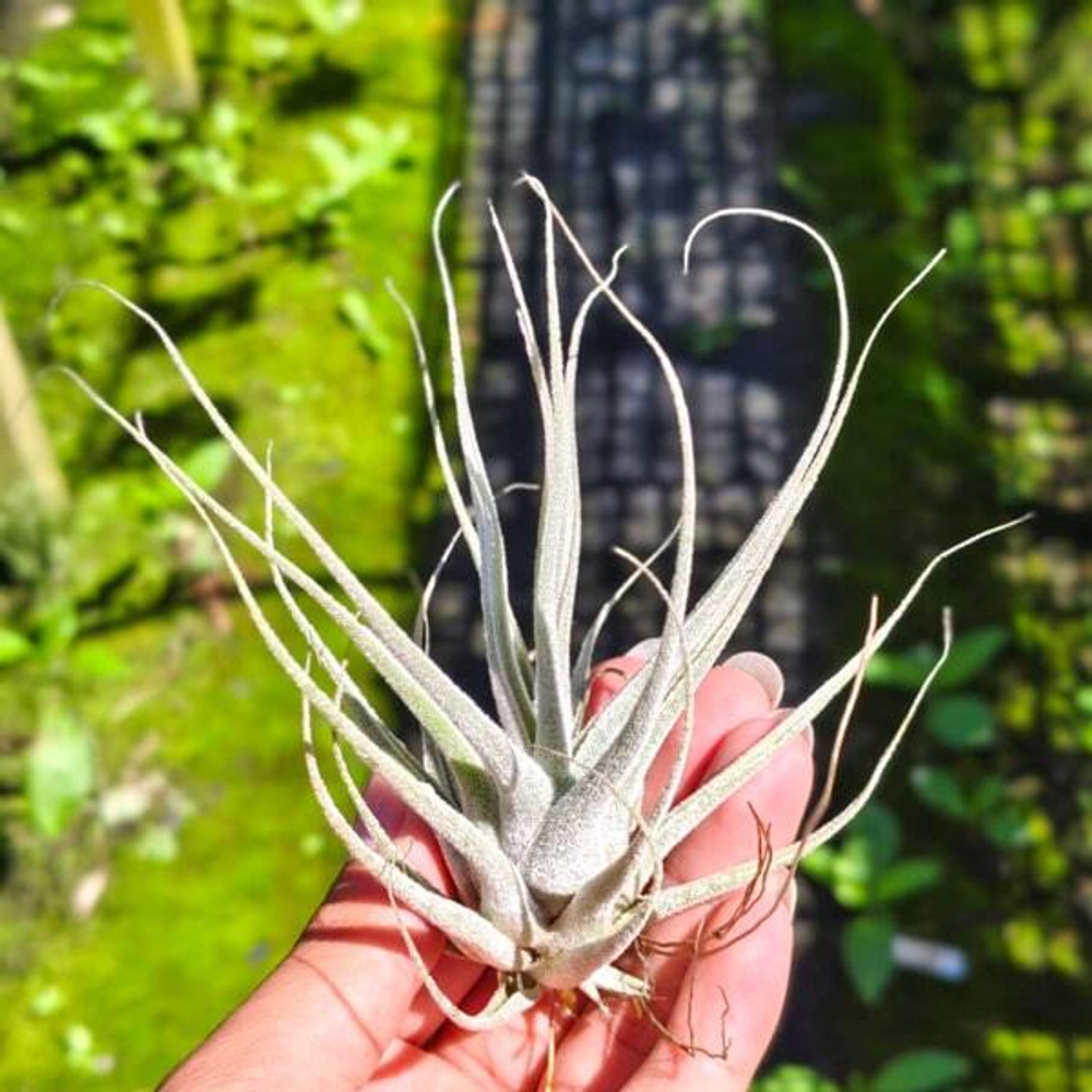 Тилландсия ehlersiana R