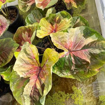 Каладиум RATSAMEE CHAN