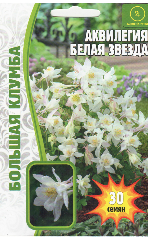 Аквилегия Белая звезда
