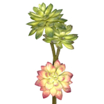 Суккулент очиток ветка 3 шт