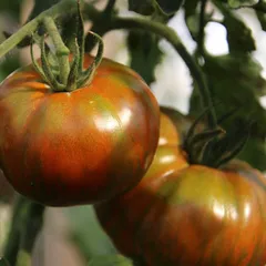 Помидоры Полосатые фермерские БИО / 500 гр