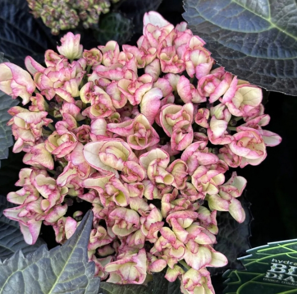 Black Diamonds Midnight  Pearl/ Блэк Даймондс  Миднайт Перл (Стандарт поставки Р9)2025г.