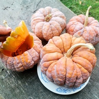 Тыква Японская КАЦУМА НАНКИН кабоча - 勝間南瓜