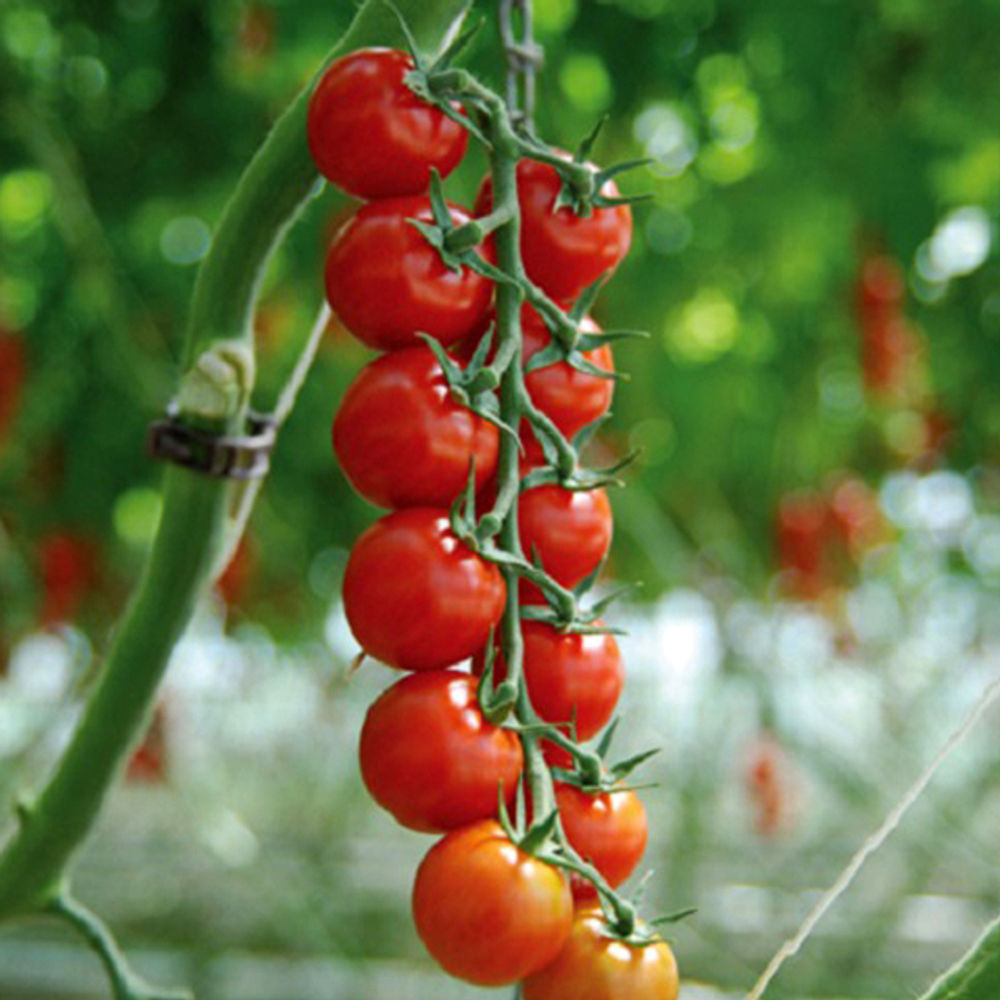 Сакура F1 семена томата (Enza Zaden / Энза Заден)