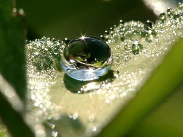 Мифы о садоводстве: в какие "советы" не стоит верить