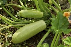 КОРДЕЛИЯ F1 семена кабачка (Syngenta | Alexagro)