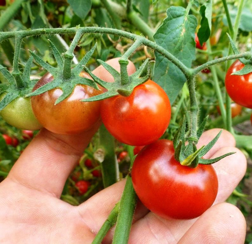 Помидоры - Bing Cherry - Черешня Дикая