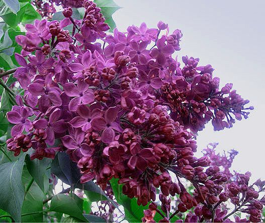 Сирень обыкновенная Индия Закупка М64 май 2026