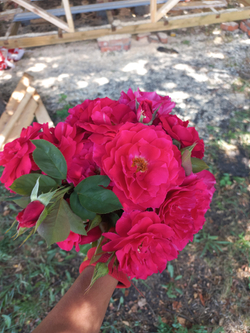 ВАИЛД БЛЮ ЁНДЕ