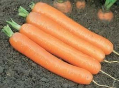 Дордонь F1 семена моркови нантской (Syngenta / Сингента)