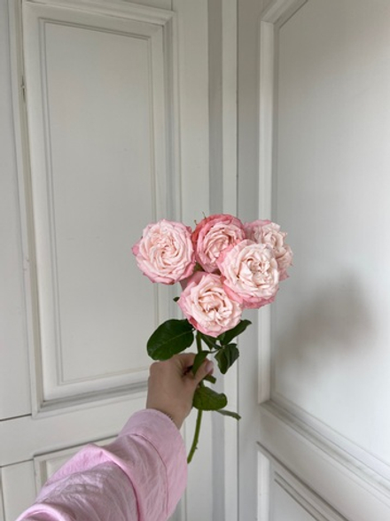 Пионовидная кустовая роза Мадам Бомбастик