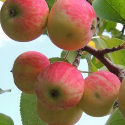 Яблоня Июльское Черненко