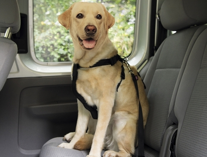 NOBBY Ремень безопасности для собак + шлейка нейлон XL, черный