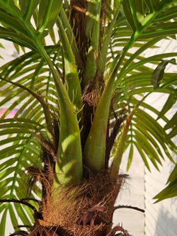 Пальма Финиковая искусственная 250см в кашпо