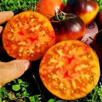 Помидоры Любовное Наслаждение от Близости при Свете Дня - Afternoon Delight Tomato