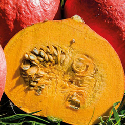 Каори Кури F1 семена тыквы (Enza Zaden / Энза Заден)