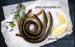 Минога живая