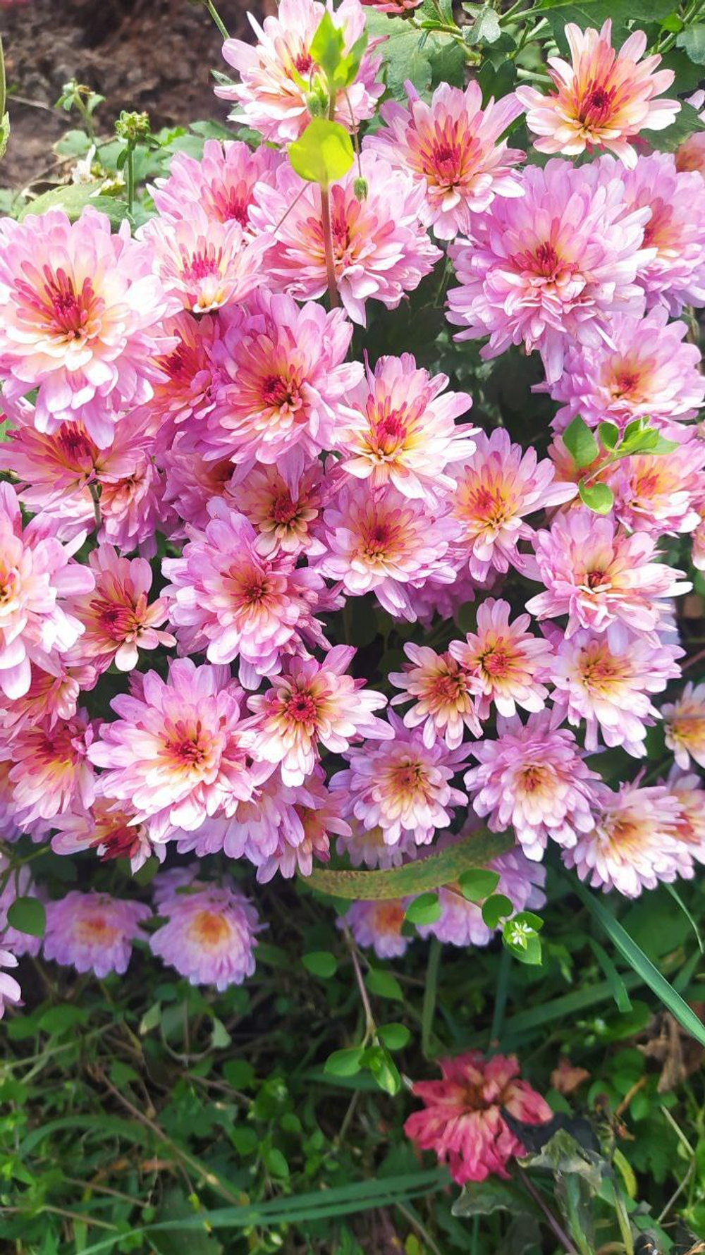 Хр8 Хризантема мультифлора