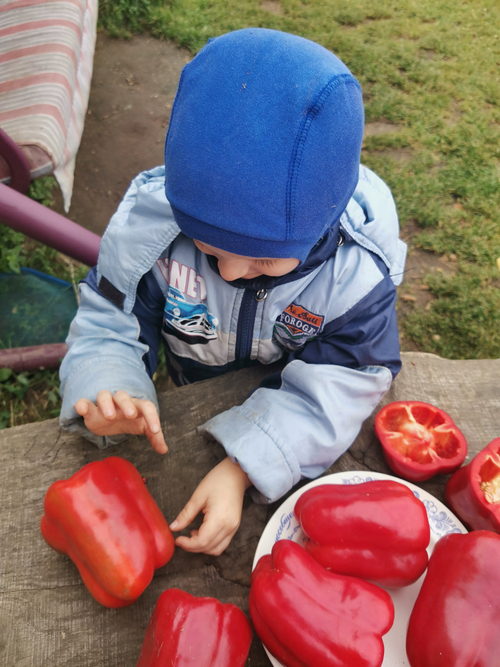 Сладкий Перец — Урожайный Гусева