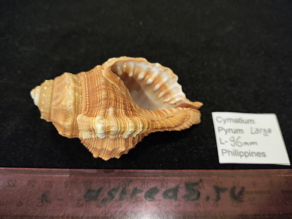 Циматиум Пирум "70-90-100мм"