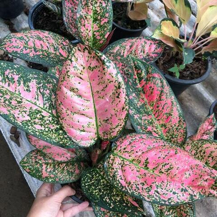 Аглаонема RUBY