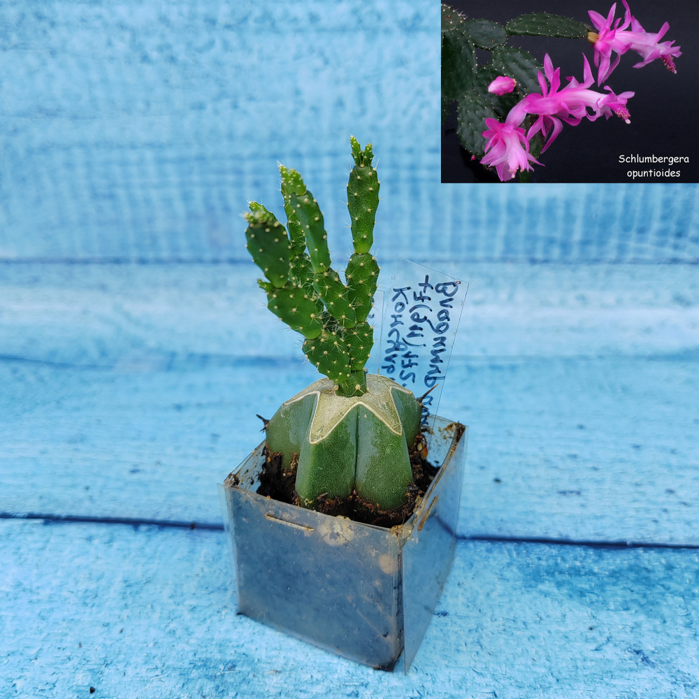 Schlumbergera Opuntioides (Декабрист)