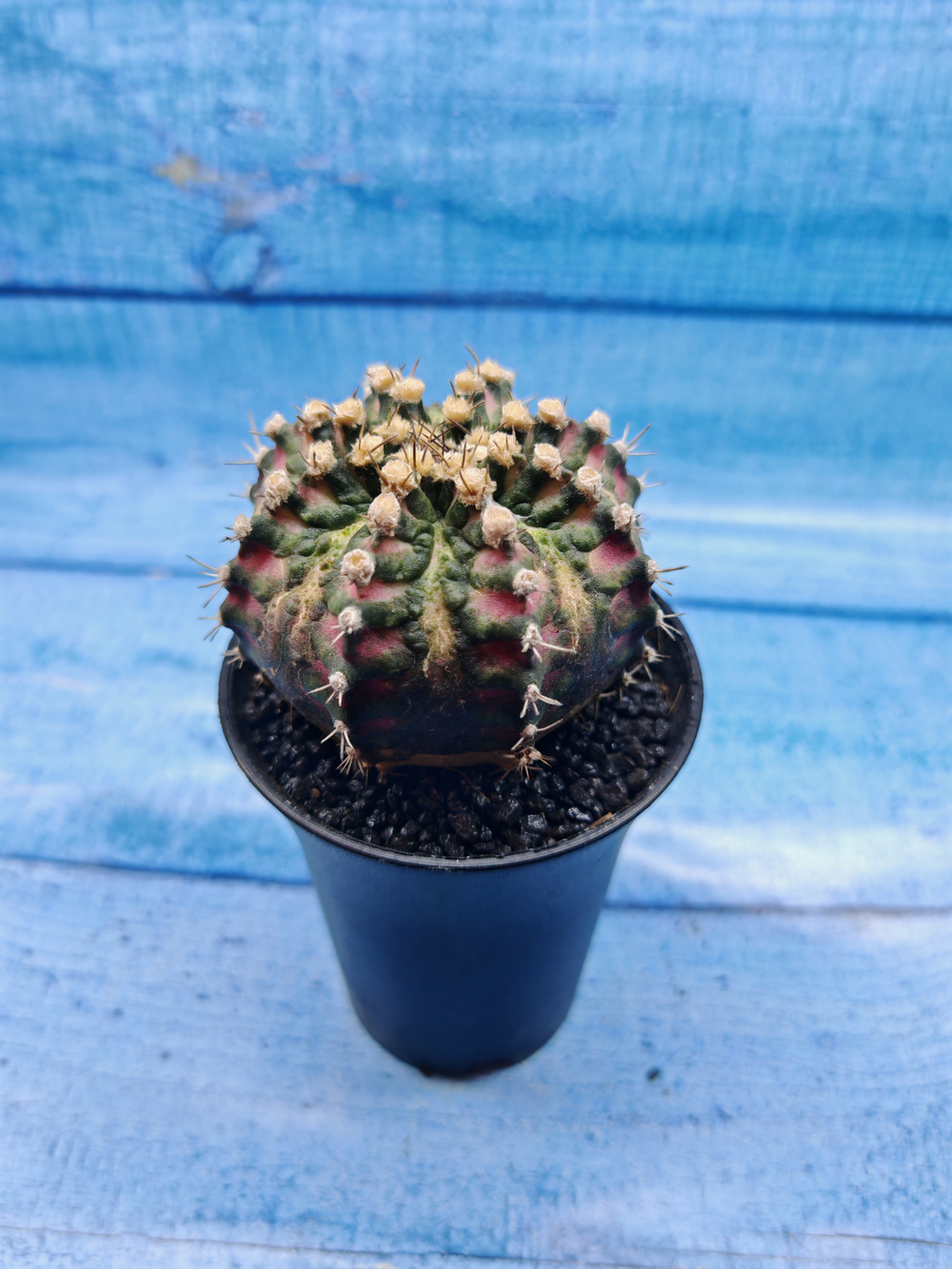 Gymnocalycium T-Rex Pink hybride (Гимнокалициум T-rex)