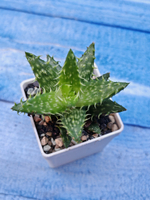 Aloe Juvenna (Алоэ)