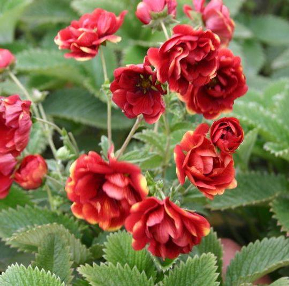 Лапчатка (Potentilla) 'Arc-en-Ciel'