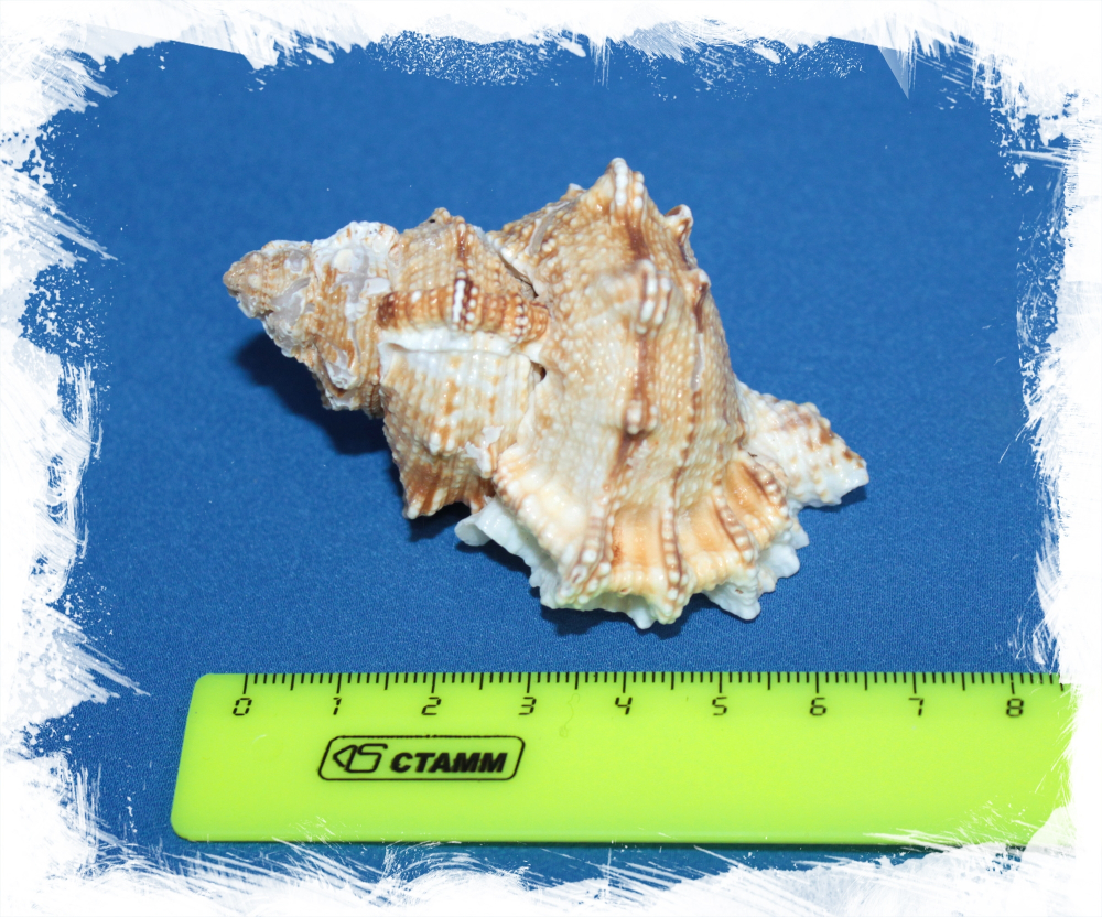 Тутуфа Оямы